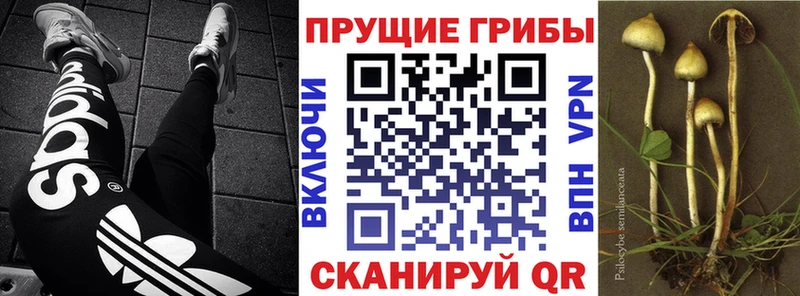 Галлюциногенные грибы Psilocybine cubensis  Ужур 